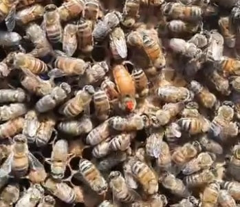 Breeder Queens Lutz Eggert (Deposit only)