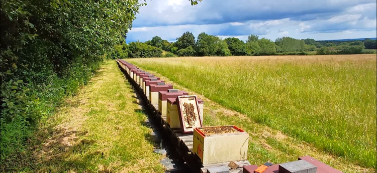 Colonies of Bees (Deposit only)