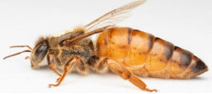 A close-up image of a honey bee, showing its body, which is primarily brown with some black and white details.