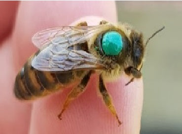 Carnica Queens June 2026