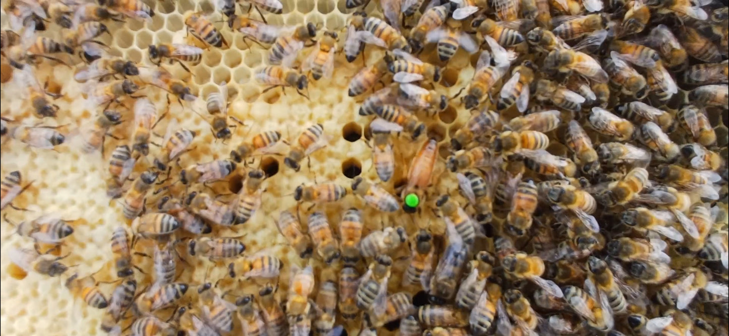 2026 Overwintered 5 frame national nuc in corex box (Deposit only)