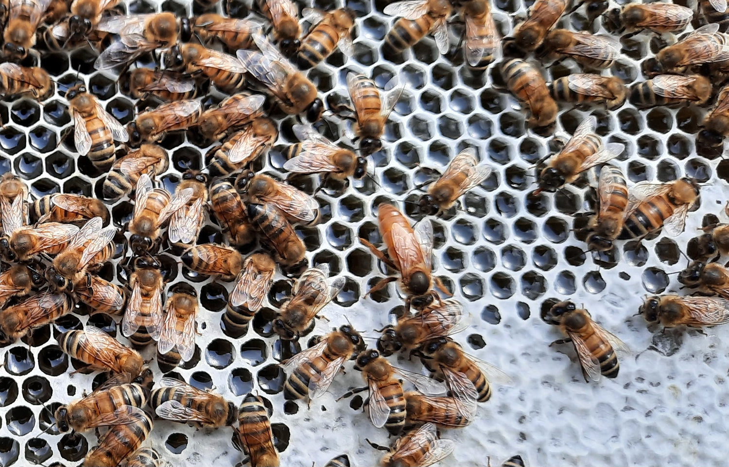 Mated F1 Queens 2027 (DEPOSIT ONLY)
